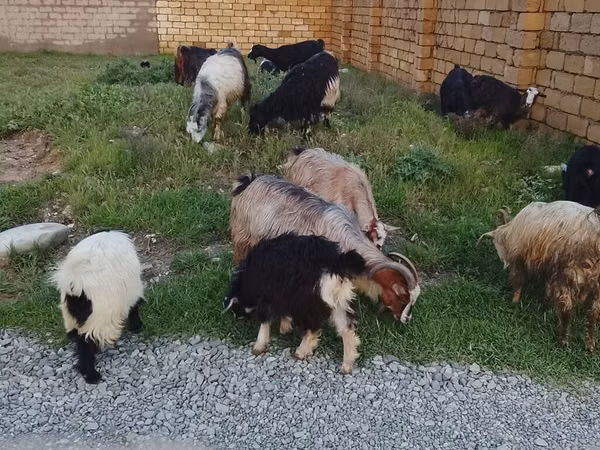Carnero, Daglıс sheep