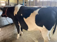 Kuh, Holstein-Rasse — Foto 1