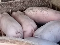 Säue, Schweine — Foto 4