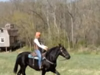 घोड़ी, Percheron — फ़ोटो 8