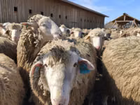 Ovejas (lote, sexo no especificado), Ovejas — foto 4