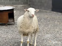 Widder, Dorper sheep — Foto 2