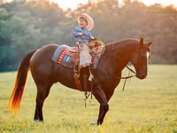Farasi dume, Quarter Horse — picha 7