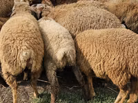 Ovejas (lote, sexo no especificado), Karabakh sheep — foto 2