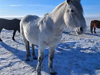Caballo, Alter Real — foto 4