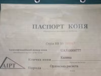 Кобыла, Орловский рысак — фото 4