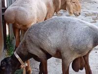 Dume la kondoo, Ordabasy sheep — picha 1