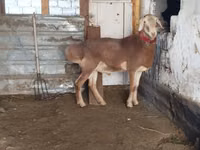 Ram, Rhon sheep — photo 1