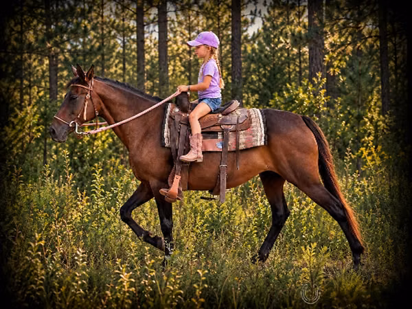 Farasi jike, Quarter Horse