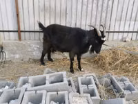 Mbuzi jike, Czech Brown Shorthaired goats — picha 3
