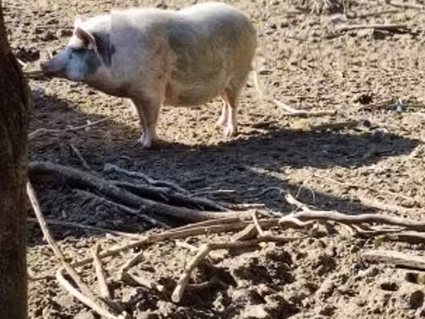 Säue, 