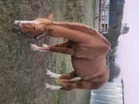 Caballo, Palomino — foto 3