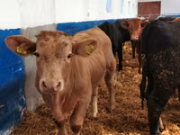 Bovinos (lote, sexo no especificado), Simmental cattle — foto 4