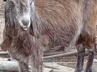 Cabra, Damask goat — foto 5