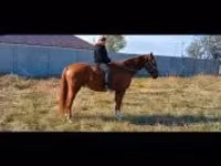 Caballo, Kisber felver — foto 1