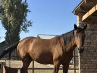 Stute, Arabian horse — Foto 2