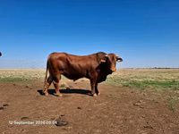ثور, بيفماستر — الصورة 2