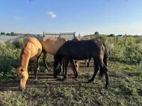 حصان, Bashkir horse — الصورة 4