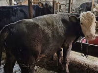 Bulle, Aberdeen-Angus — Foto 2