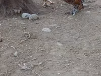 Chickens — Foto 7