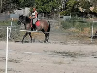 Farasi jike, Polish pony — picha 3