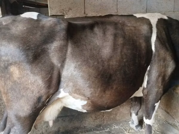 Ng'ombe jike, Banda la Holstein