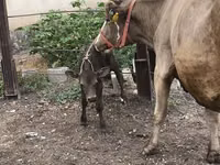 Ng'ombe jike, Simmental cattle — picha 5