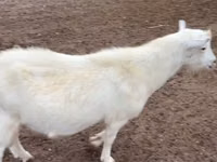 Mbuzi dume, Saanen goat — picha 1