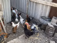 Chickens — फ़ोटो 7