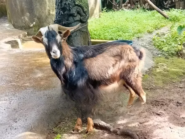 Mbuzi dume, Alpine goat