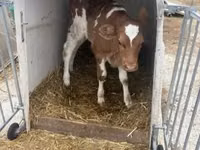 ثور, Simmental cattle — الصورة 2