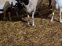 मेढ़ा, Dorper sheep — फ़ोटो 3