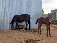 Farasi jike, Arabian horse — picha 1