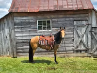 فرس, Missouri foxtrotter — الصورة 5