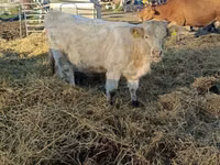 بقرة, Charolais cattle — الصورة 5