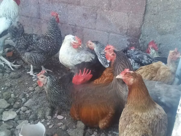 Chickens