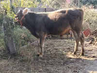 Ng'ombe dume, Swiss cattle — picha 3