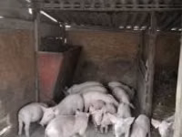 Pigs (batch, sex not specified), Pigs — photo 1