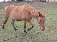 فرس, Azerbaijan horse — الصورة 1