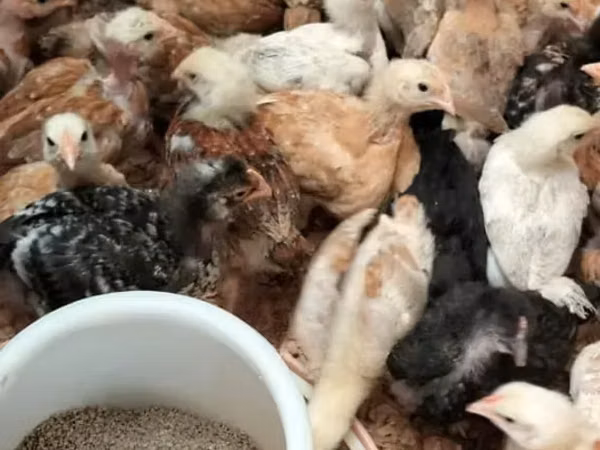 Chickens