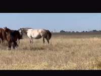 Yegua, Kushum Horse — foto 2