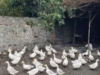 German Pekin — photo 3