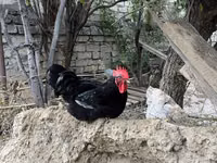 Chickens — الصورة 3
