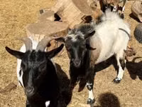 Ziegenbock, Dutch Landrace goats — Foto 6