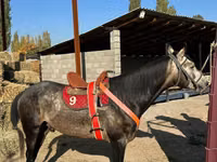 Hengst, Arabian horse — Foto 1