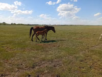 Farasi jike, Kinsky horse — picha 3