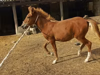 母马, Horses — 照片 5