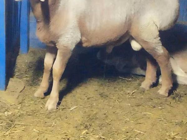 Dume la kondoo, Arashan sheep