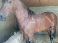 Farasi dume, Kustanai horse — picha 2