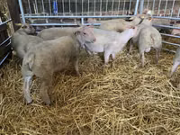 Kondoo jike, Charollais sheep — picha 5